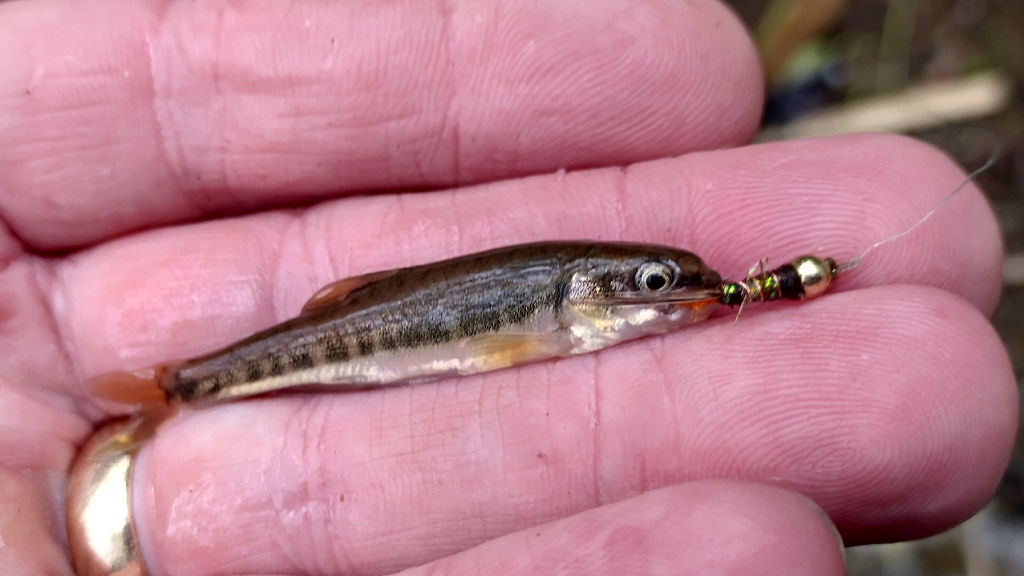 Photo of the minnow